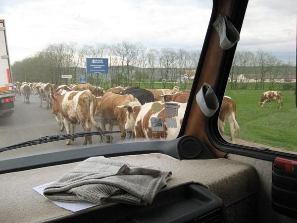 Notre convoi vers l'hôpital de Zaläu