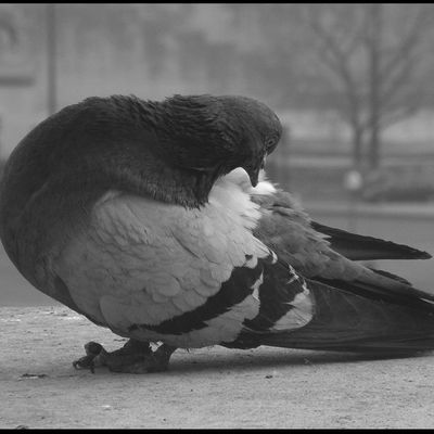 Photo pigeon Parisien