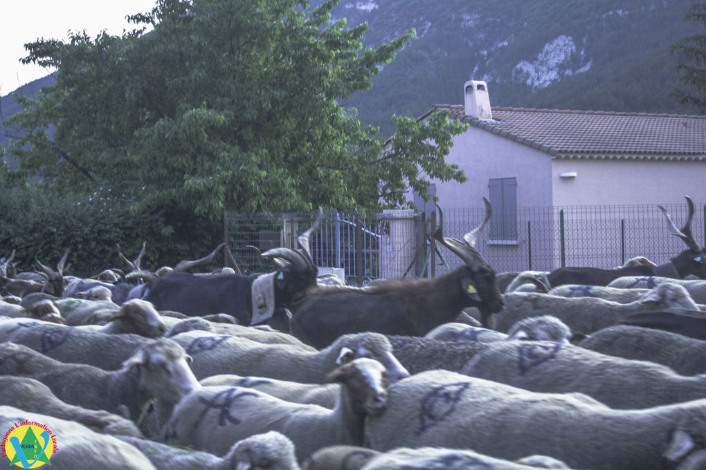 La Mure-Argens  :Passage du troupeau de Patricia Lopez