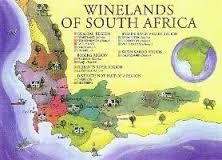 Vineyard in South Africa