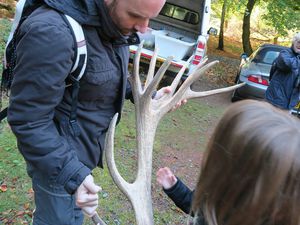 Deer Walk, un dimanche en forêt