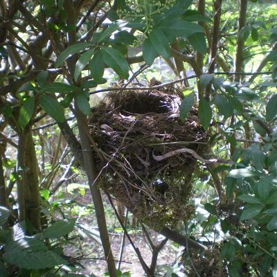 Quel beau nid!!!