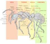 La morphologie de la fourmi de feu.