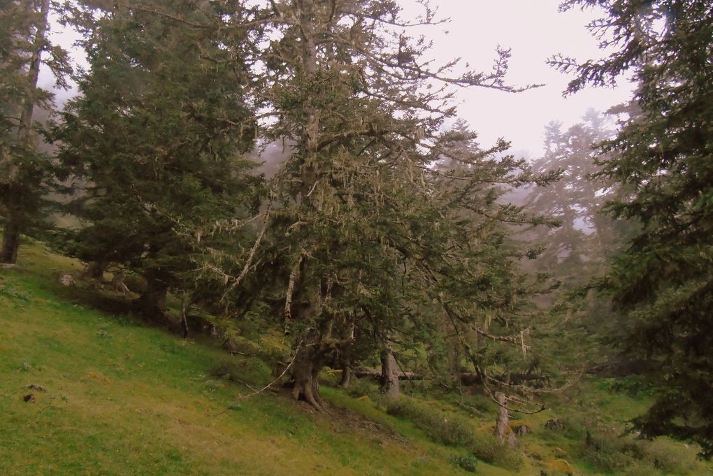 Randonnée découverte dans la brume qui révèle d'autres  paysages. Surprise ! Une cabane pour marcheurs fatigués ou perdus.