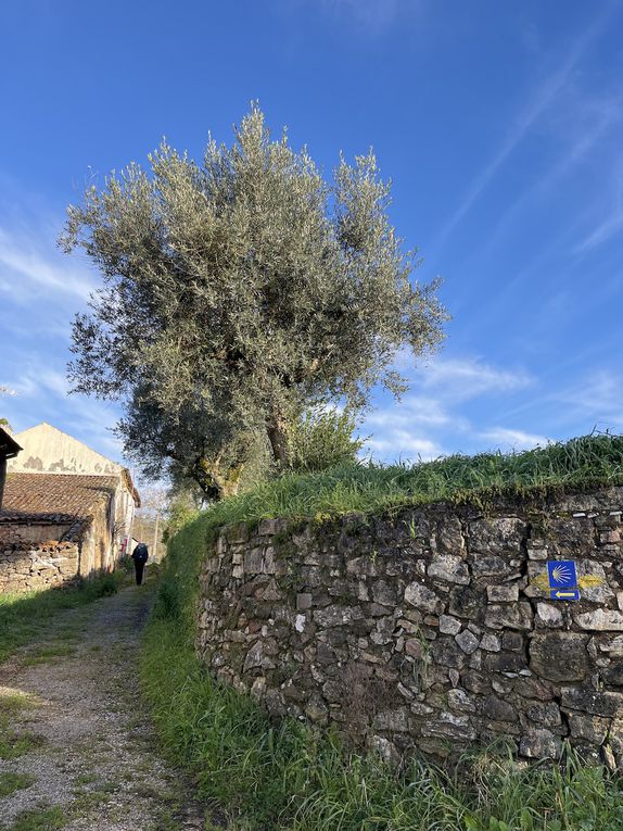 Nos beaux chemins au milieu des chênes lieges, des oliviers, des eucalyptus…