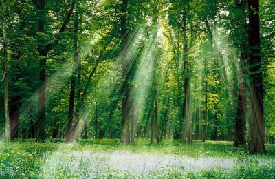 La prière de la forêt