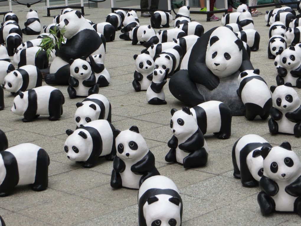 Pandas au PMQ