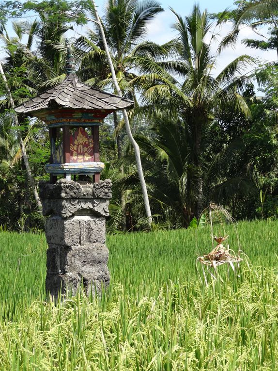 Album - 58.Alentours de Ubud (Bali-avril)