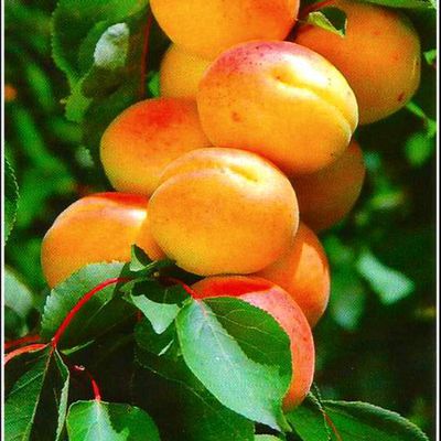 Images fruits - abricots
