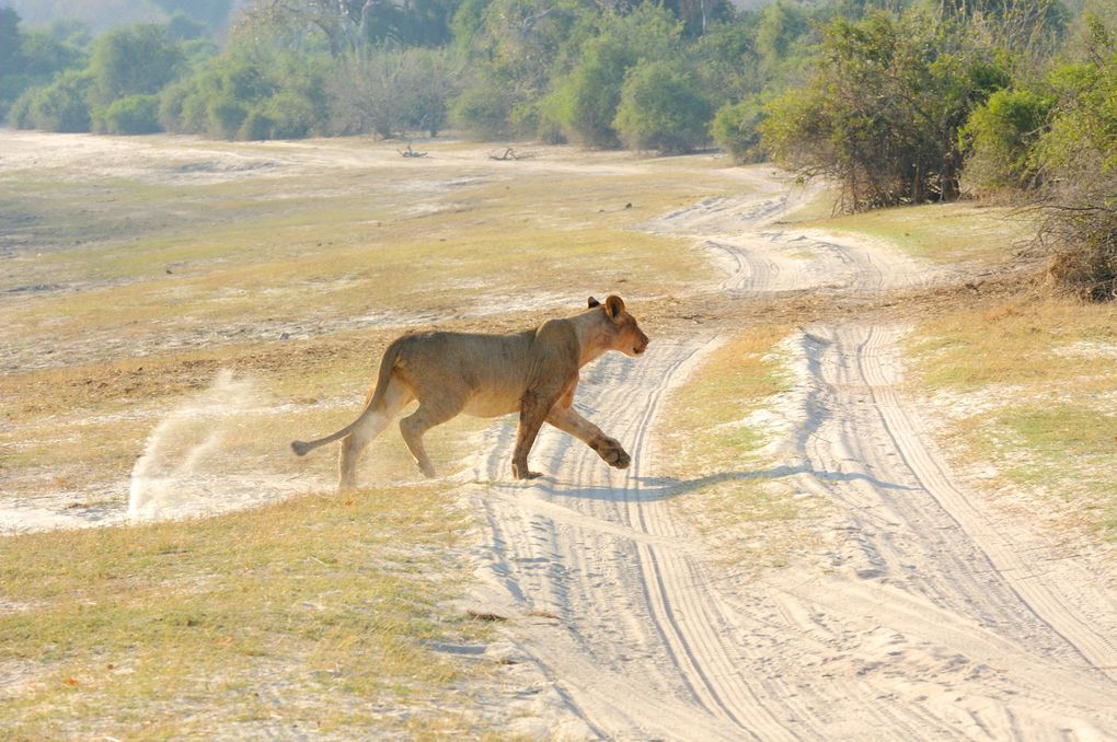 Album - 20100821_Chobe