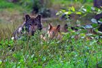 Loups vosgiens: Nouvelle prédations à La Bresse
