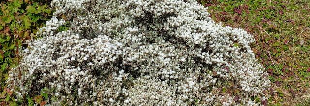 la flore d'Ethiopie; parc de Simien;