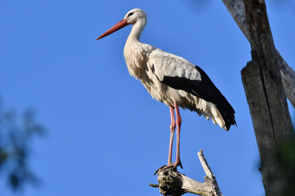 Cigogne blanche (Ciconia ciconia).