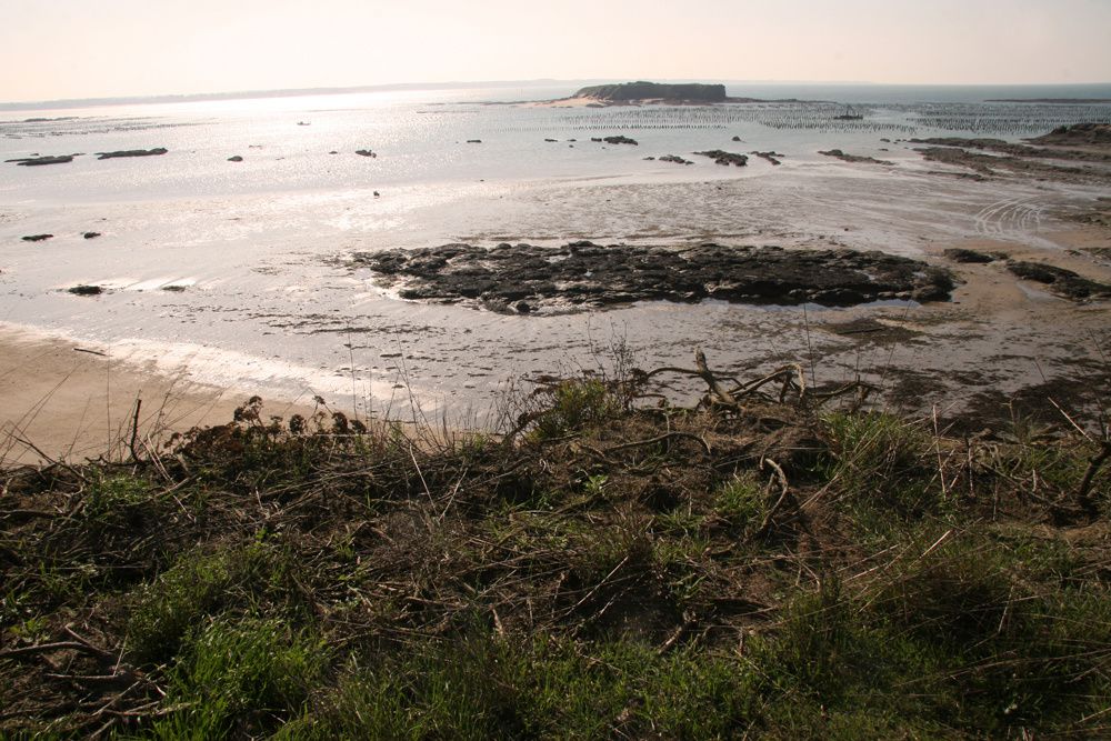 Les parcs à moules de bouchot de la Pointe du Bil