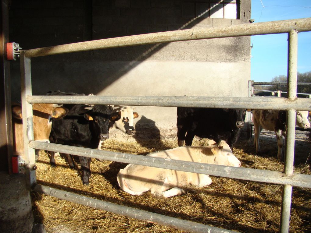 Un drôle de troupeau est arrivé à la ferme.