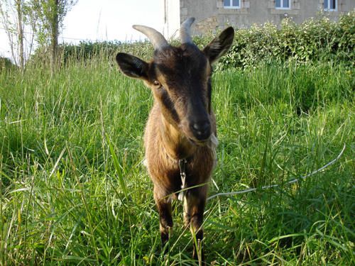 Voici des photos des animaux qui nous entourent, ils font partie de notre vie, pour le meilleur et pour le pire, et resteront dans notre coeur pour toujours... Et voici aussi la famille !