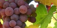 #Pinot Gris Producers Central Valley California Vineyards 