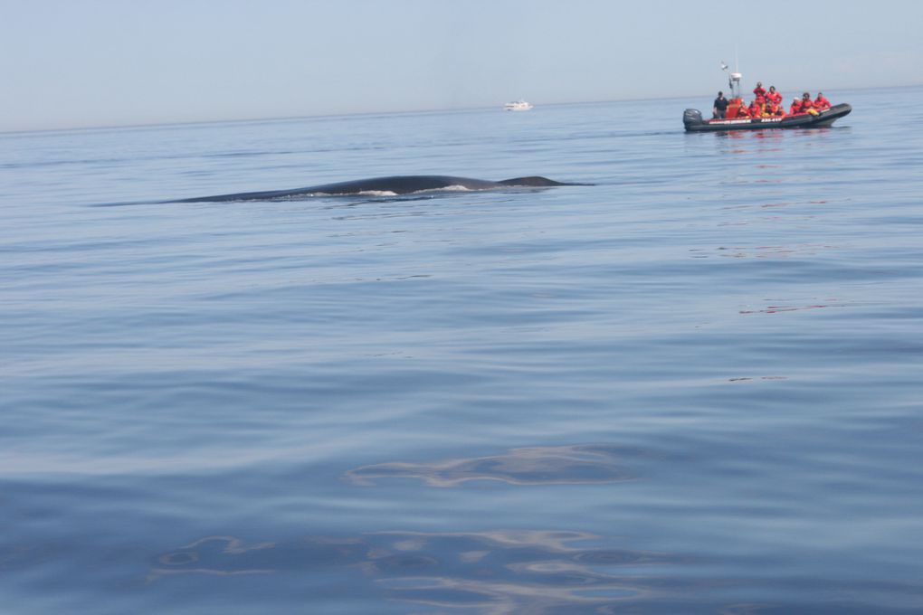 Album - Baleines-du-St-Laurent