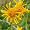 Fleurs d'arnica