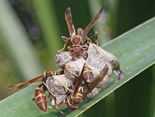 Photos des insectes que j'a pu trouver sur les routes de Floride