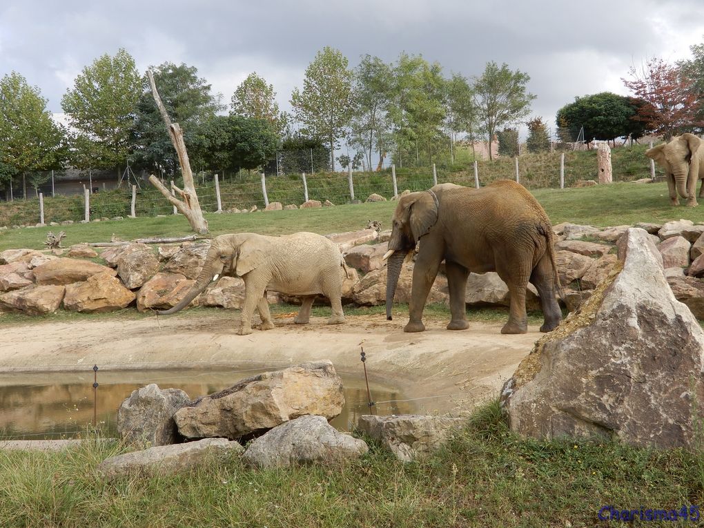 Zoo de Beauval en camping-car (Voyages en camping-car)