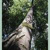 Arbre en contre plongée