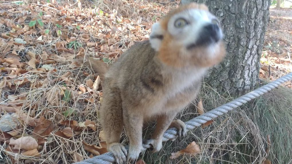 Visite du parc animalier d'Auvergne