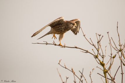  Le Faucon crécerelle (Falco tinnunculus) 