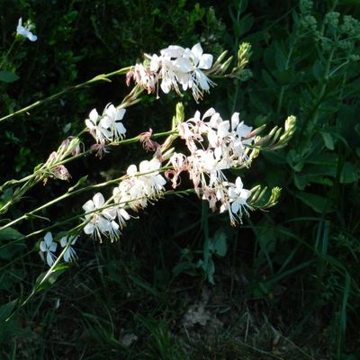 Des fleurs blanches pour le 15 août