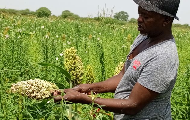 Coopérative agro-pastorale Bairabé: Une aubaine pour mettre fin à l’insécurité alimentaire