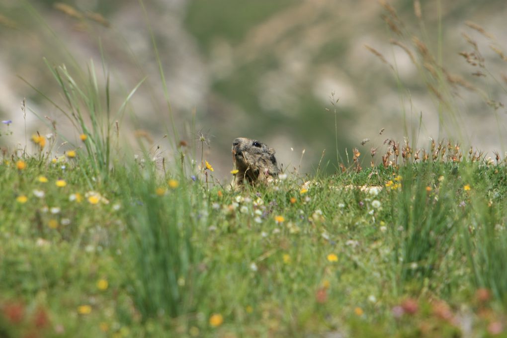 femelle bouquetin dans les alpes Italienne