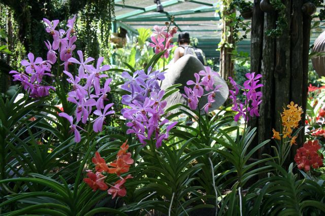 Un portrait assez fidèle des choses que nous avons vus.

À peu près dans l'ordre:
1. Zoo de Singapour
2. Jardin botanique
3. Vues de la villes et autres activités