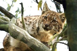 Le lynx suisse Arcos lâché dans une forêt allemande