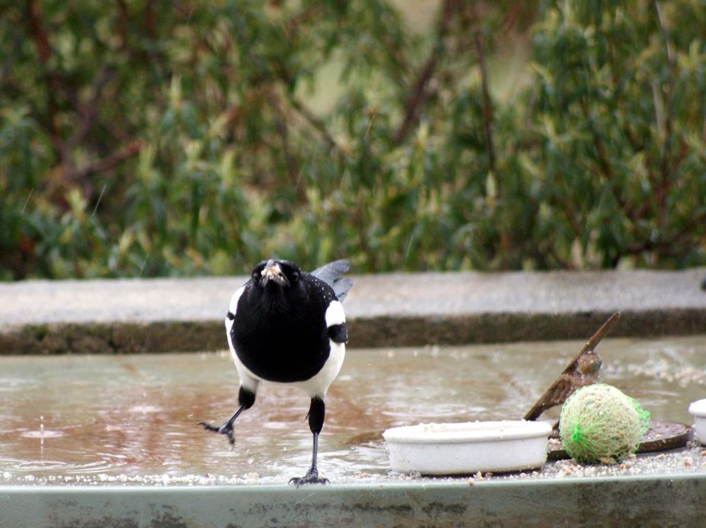 Photos d'animaux rencontrés au cours de mes balades mais aussi ceux qui fréquentent mon jardin.