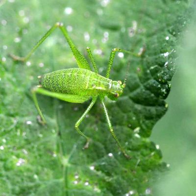 Orthoptère vert