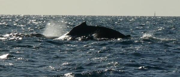 Vidéo d’un baleineau à bosse (Megaptera novaeangliae)