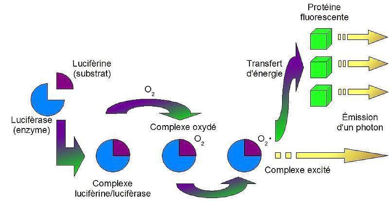 Schéma bioluminescence: