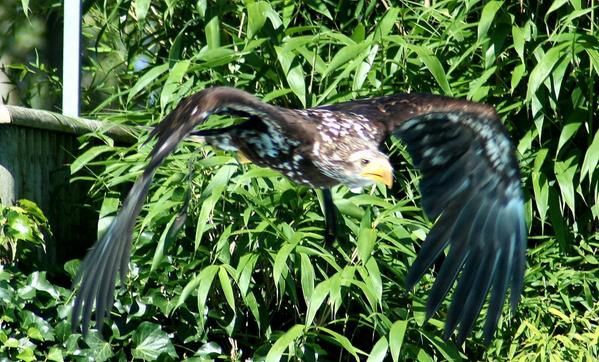 Album - zoo de beauval