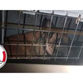 Marseille : 5 mois dans un coffre de voiture, un chien enfermé comme "un outil de travail" par un agent de sécurité