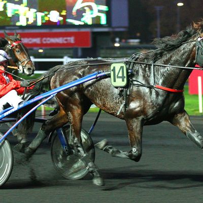 Quinté Samedi à Vincennes : la belle pour Doberman