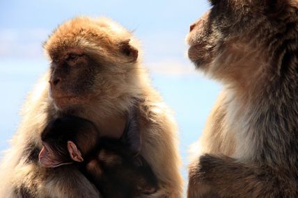 Being Friendly May Help Monkeys Survive In Harsh Conditions