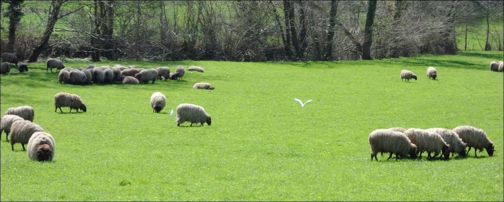 Randonnée à Ascarat / Elurti ( Pyrénées-Atlantiques 64 ) AA