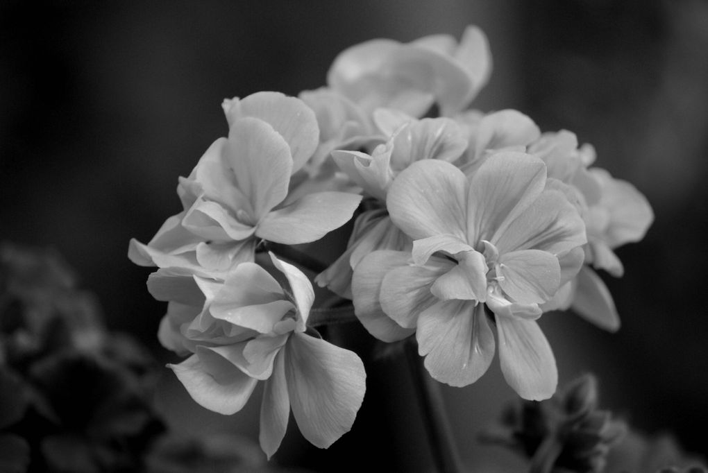 Fleurs d'été de mon jardin.