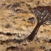 Namibie - Naukluft - Aloe dichotoma