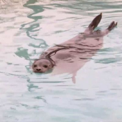 Les phoques stars pour la réouverture du zoo de Dunkerque