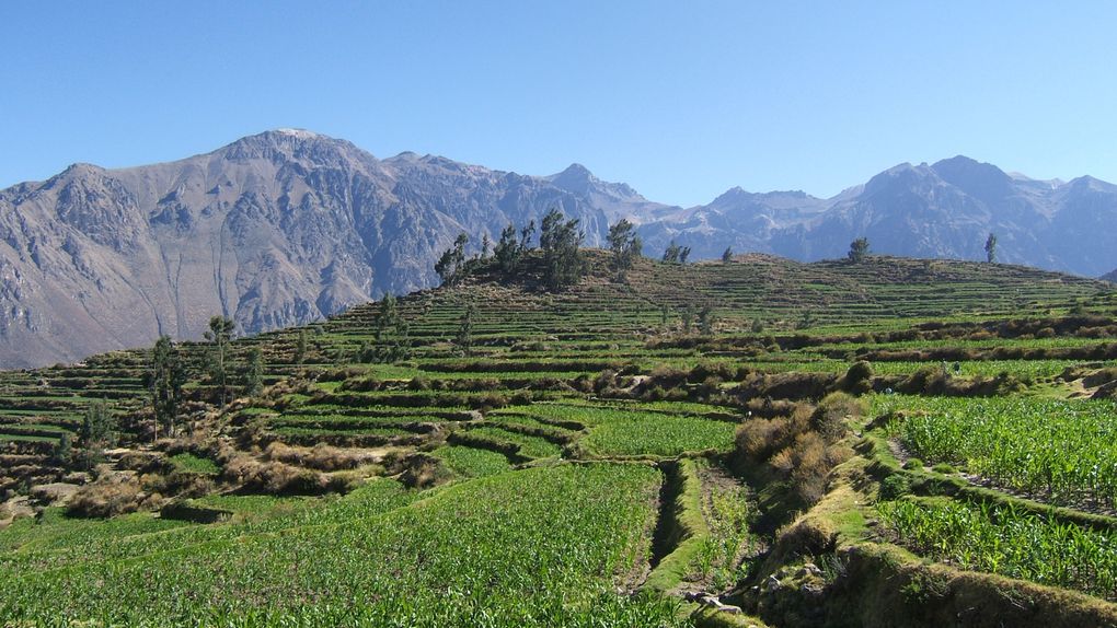 Album - Arequipa et Canyon de Colca