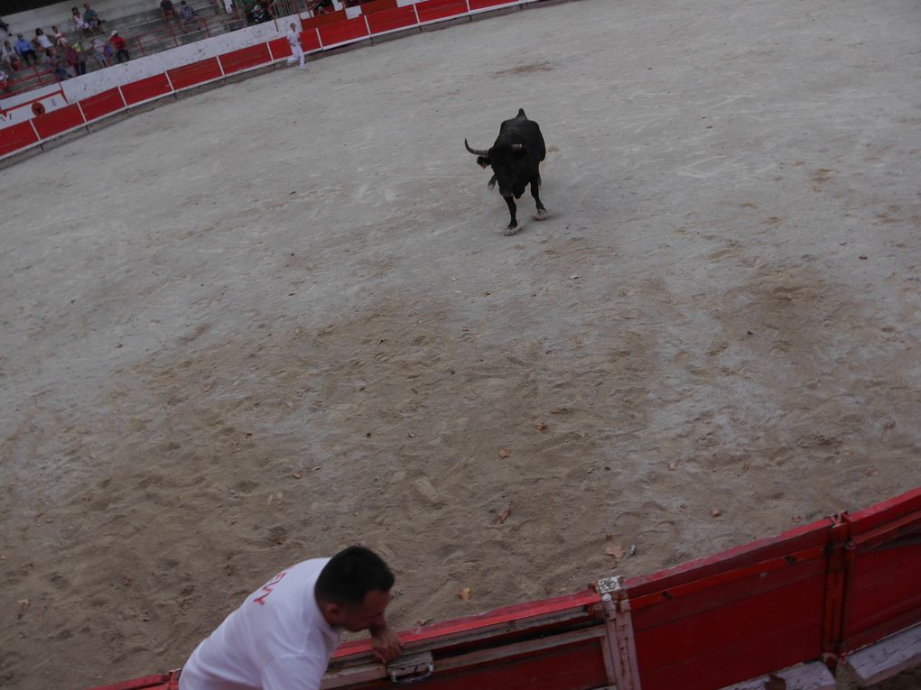 course de taureaux jeunes le 18 septembre 2020