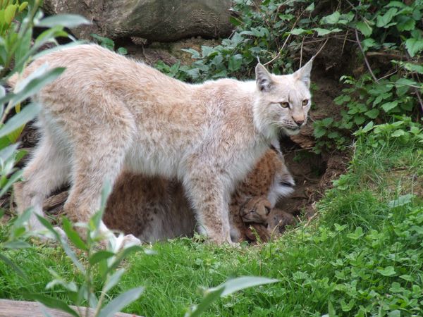 Le lynx boréal