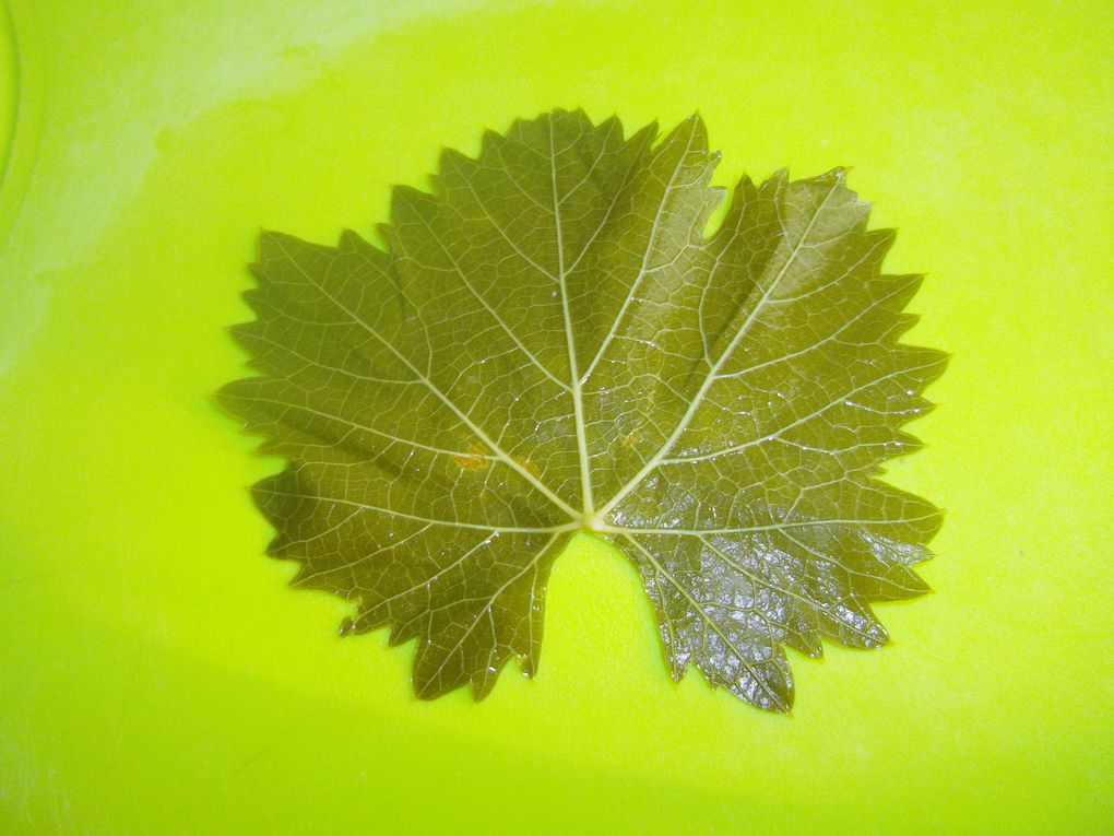 Feuilles de vignes farçies 