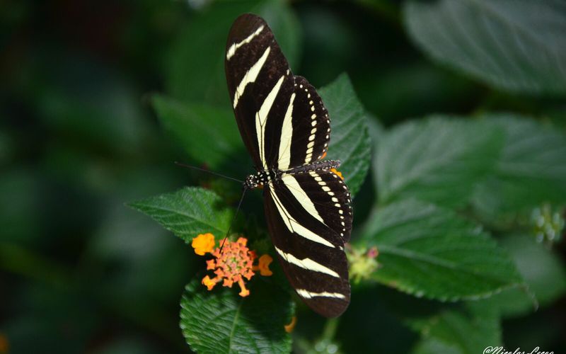 Jardin des papillons de Hunawihr